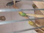 Jonge Engelse grasparkieten te koop., Dieren en Toebehoren, Vogels | Parkieten en Papegaaien, Meerdere dieren, Parkiet, Geringd
