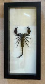 Opgezette schorpioen in lijst 33x16x 4,5 cm