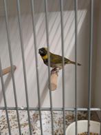Cubavink man, Dieren en Toebehoren, Vogels | Overige Vogels, Mannelijk, Geringd