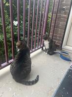 Twee lieve katten zoeken huisje met tuin, Poes