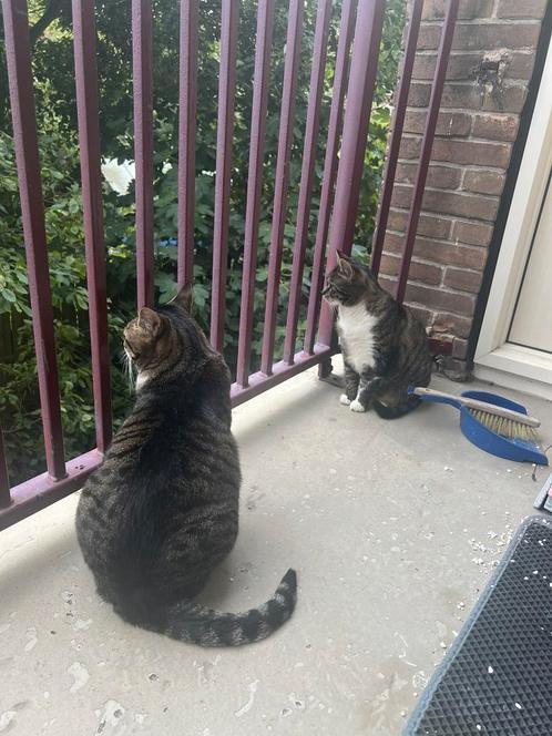 Twee lieve katten zoeken huisje met tuin (hoeft niet samen), Dieren en Toebehoren, Katten en Kittens | Overige Katten, Poes
