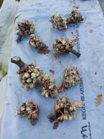 Yacon broedknollen, Tuin en Terras, Ophalen, Eenjarig