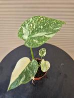 Monstera Thai Constellation p6 (3), Ophalen of Verzenden, Overige soorten, Minder dan 100 cm
