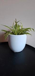 Graslelie  inclusief  witte bloemmpot, Ophalen, Steen, Rond, Binnen
