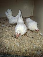 Serama hennetjes., Dieren en Toebehoren, Pluimvee, Vrouwelijk