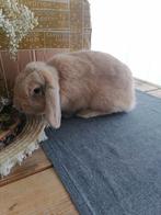 Dwerghangoor met hok, Dieren en Toebehoren, 110 cm of meer, Zo goed als nieuw, Hok, Ophalen