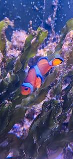 Clown vis, Ophalen of Verzenden, Overige typen