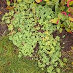 Geranium phaeum - Donkere Ooievaarsbek, Ophalen, Bodembedekkers, Vaste plant, Halfschaduw