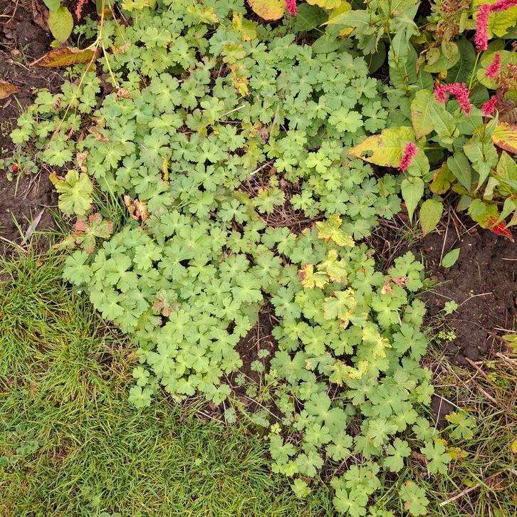 Geranium phaeum - Donkere Ooievaarsbek, Tuin en Terras, Planten | Tuinplanten, Vaste plant, Bodembedekkers, Halfschaduw, Lente