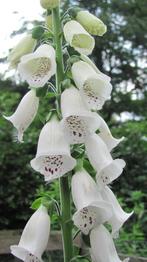 zaden Digitalis purpurea Vingerhoedskruid, Verzenden, Voorjaar, Halfschaduw, Zaad