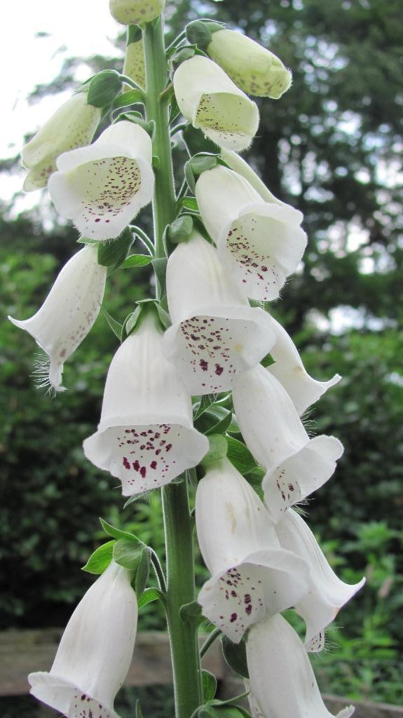 zaden Digitalis purpurea Vingerhoedskruid, Tuin en Terras, Bloembollen en Zaden, Zaad, Voorjaar, Halfschaduw, Verzenden