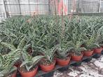Succulent Aloe Variegata potmaat 8,5cm, Huis en Inrichting, Kamerplanten, Vetplant, Ophalen of Verzenden, In pot, Minder dan 100 cm