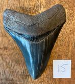 Megalodon tand 9 cm, Ophalen of Verzenden, Fossiel