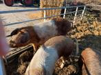 Eenzame zuivere Husumer beer, Dieren en Toebehoren, Schapen, Geiten en Varkens, Mannelijk