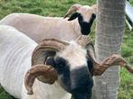 Schapen vachten van de wallische swartnase, Dieren en Toebehoren, Schapen, Geiten en Varkens, Schaap, Meerdere dieren