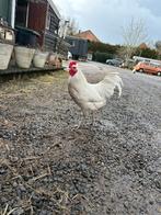 Witte haan, Mannelijk, Kip