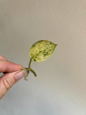 Scindapsus jade satin mint variegata, gewortelde stek beschikbaar voor biedingen
