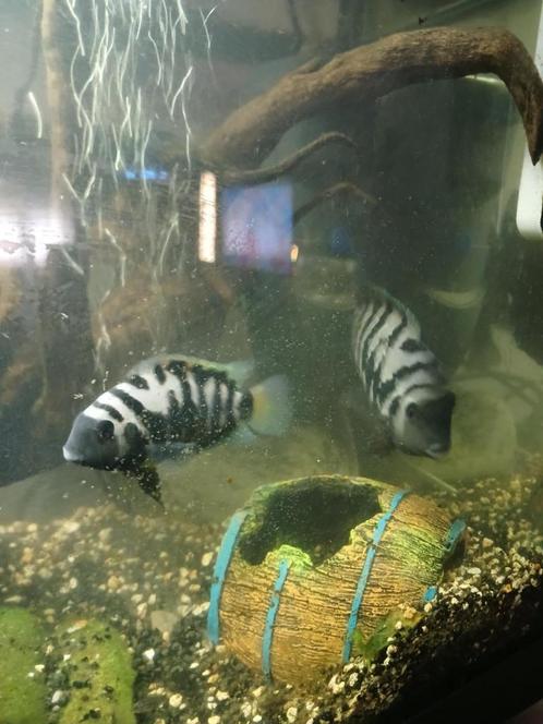 Nog 2 volwassen koppels zebra cicliden !!!., Dieren en Toebehoren, Vissen | Aquariumvissen, Zoetwatervis, Vis