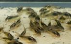 Corydora Aeneus - Koidream Valburg