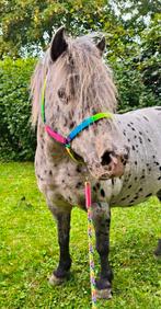Knappe appaloosa pony (ruin) zoekt nieuw thuis!, Dieren en Toebehoren, Ruin, Zadelmak, A pony (tot 1.17m), 11 jaar of ouder