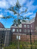 Krentenboom (Amelanchier) hoogstam, Tuin en Terras, Planten | Bomen, Ophalen, Volle zon, Overige soorten