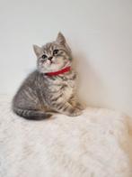 British shorhair kittens, Dieren en Toebehoren, Katten en Kittens | Raskatten | Korthaar, Poes, Ontwormd, 0 tot 2 jaar