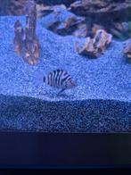 Zebra cichliden, Ophalen of Verzenden