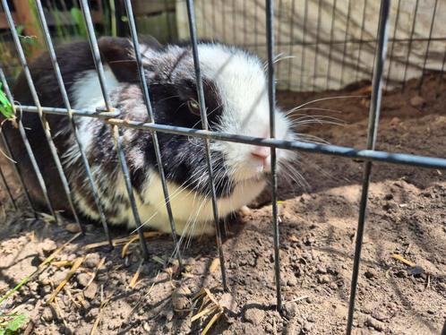 2 konijnen zoeken nieuw thuis, Dieren en Toebehoren, Konijnen, Klein, Vrouwelijk, 3 tot 5 jaar
