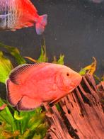 Astronotus ocellatus - Super red, Dieren en Toebehoren, Vissen | Aquariumvissen, Vis