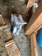 teddy/dwerg konijn, Dieren en Toebehoren, Konijnen, Mannelijk, Dwerg