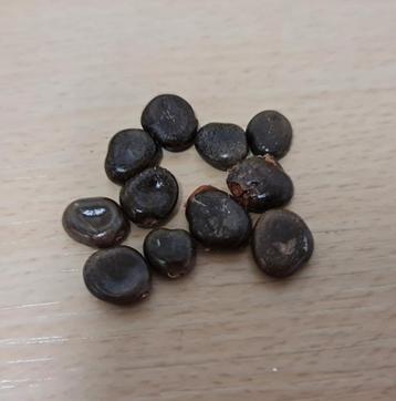 fluweeltamarinde (Dialium cochinchinense) zaden beschikbaar voor biedingen