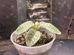 Argostemma White Snake Skin, Ophalen of Verzenden, Overige soorten, Minder dan 100 cm