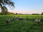 2 Wiltshire Horn ooien, stamboek, Dieren en Toebehoren, Schapen, Geiten en Varkens, Vrouwelijk, Schaap