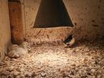 Ronquières kalkoen kuikens  en kippen kuikens, Geslacht onbekend, Tropenvogel