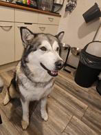 Mooie lieve alaskan malamute, Dieren en Toebehoren, Honden | Poolhonden, Keeshonden en Oertypen, 6 jaar of ouder, Rabiës (hondsdolheid)