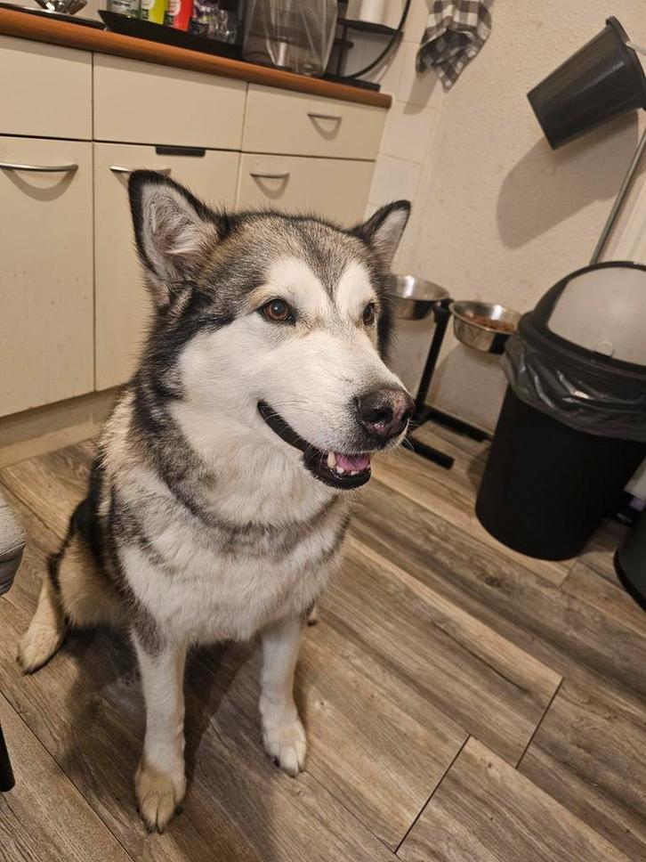 Mooie lieve alaskan malamute, Dieren en Toebehoren, Honden | Poolhonden, Keeshonden en Oertypen, Teef, Poolhond, Particulier, Eén hond