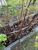 Framboos Plant, Tuin en Terras, Planten | Tuinplanten, Volle zon, Vaste plant, Ophalen of Verzenden, Zomer