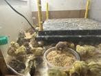 Kwartels, Dieren en Toebehoren, Pluimvee, Meerdere dieren, Overige soorten
