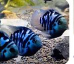 Kweekkoppel polar blue parrots, Vis