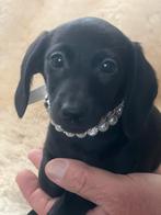 Mini Teckel x jackrussel puppy’s te koop🌸nog 2!, Dieren en Toebehoren, Honden | Teckels en Dashonden, CDV (hondenziekte), 8 tot 15 weken