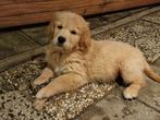 Golden retriever pup REU, Dieren en Toebehoren, Golden retriever, Reu, 8 tot 15 weken, CDV (hondenziekte)