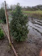 Prunus lusitanic 'Angustifolia'  dikke planten, Tuin en Terras, Planten | Bomen, Overige soorten, Ophalen, 100 tot 250 cm