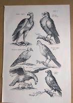 Oude Prent Roofvogels, Verzamelen, Foto's en Prenten, Verzenden, 1960 tot 1980, Gebruikt
