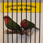 Koppel roodkop papegaaiamadine, Meerdere dieren, Geringd