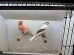 Koppel harlekijn kanaries, Dieren en Toebehoren, Vogels | Kanaries, Meerdere dieren, Postuurkanarie