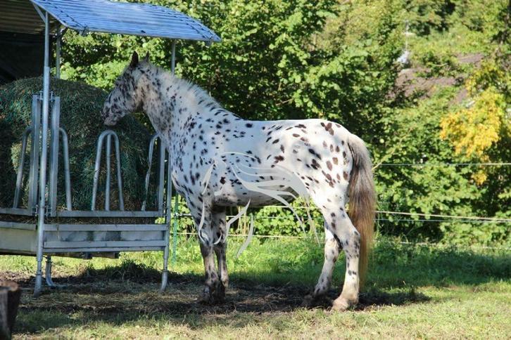 Hooiruif, Voerruif, Ruif, Ruiven, Weidegang, Dieren en Toebehoren, Stalling en Weidegang, Opfok, Stalling, Weidegang, Toebehoren