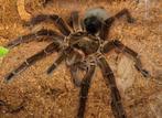 Tarantula/vogelspin/geleedpotige, Dieren en Toebehoren, Spin of Schorpioen