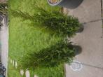 Thuja smaragd, Ophalen, Zo goed als nieuw