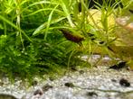 Neo Caridina, garnalen mix,, Dieren en Toebehoren, Kreeft, Krab of Garnaal