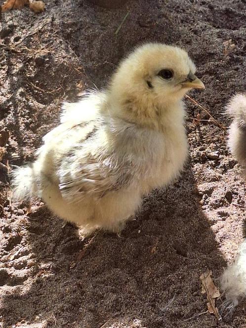 Kuikentjes/kipjes/hennetjes+ haantjes, Dieren en Toebehoren, Pluimvee, Kip, Vrouwelijk